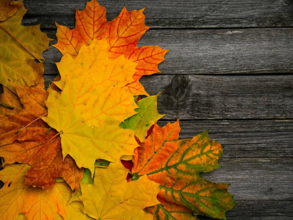 Soñando con el significado de las hojas 6 Hojas de otoño