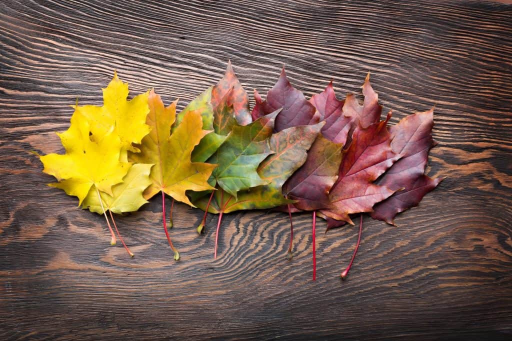 Soñando con el significado de las hojas 7 Hojas de otoño