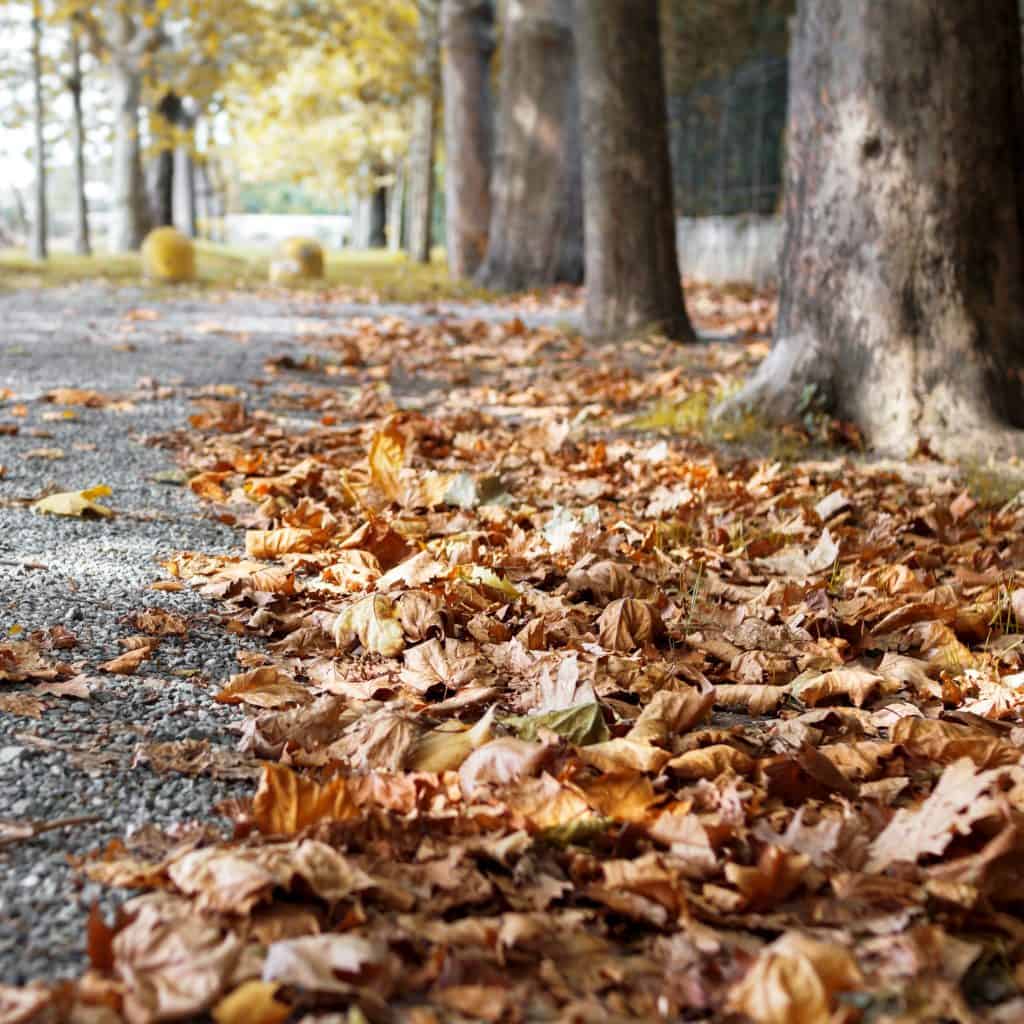 Soñando con el significado de las hojas 10 Hojas de otoño