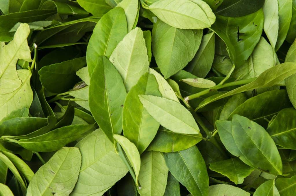 Soñando con el significado de las hojas 9 hoja
