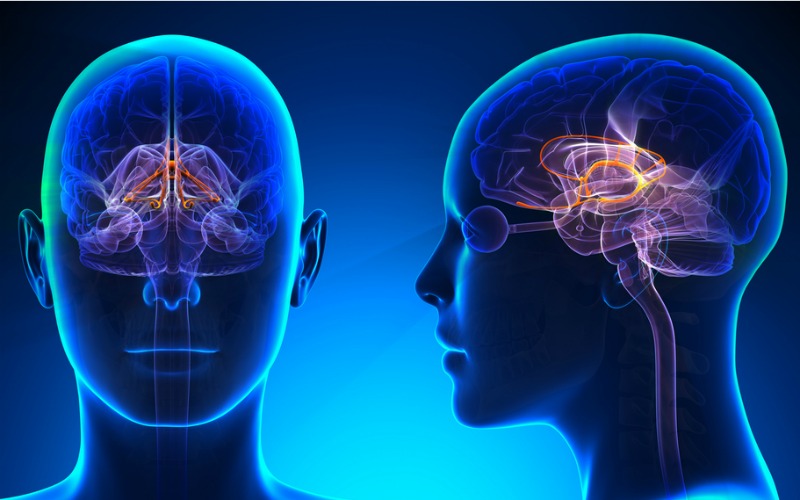 ¿Qué le pasa a tu cerebro cuando sueñas? 4 Sistema límbico