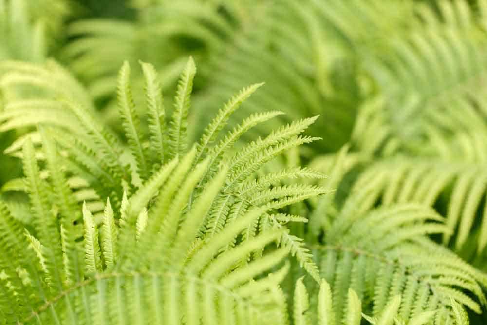 El significado y el simbolismo del sueño de color verde. 5 Helecho verde