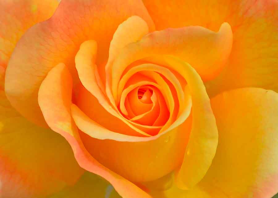 Simbolismo naranja y significado de los sueños 4 Flor de naranja