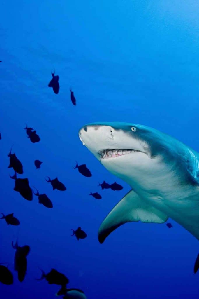 Tiburón cenando