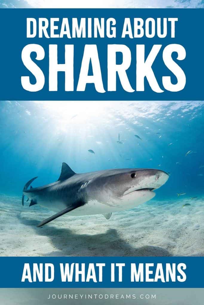 El significado de los sueños con tiburones 2 Sueño de tiburón
