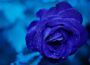 Flor azul