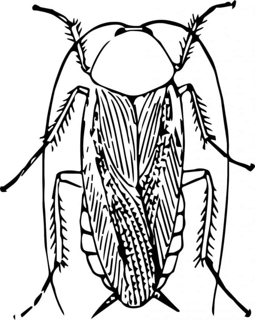Ilustración de cucaracha