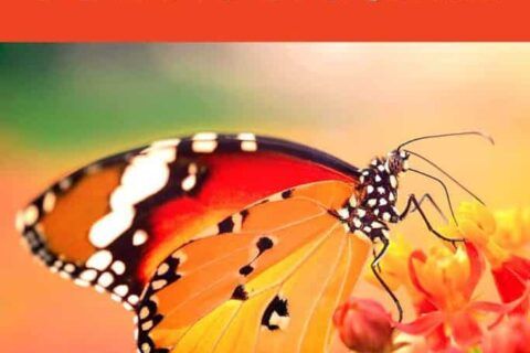 Simbolismo naranja y significado de los sueños 10 El significado de los sueños del color naranja.