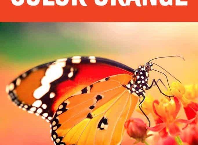 Simbolismo naranja y significado de los sueños 41 El significado de los sueños del color naranja.