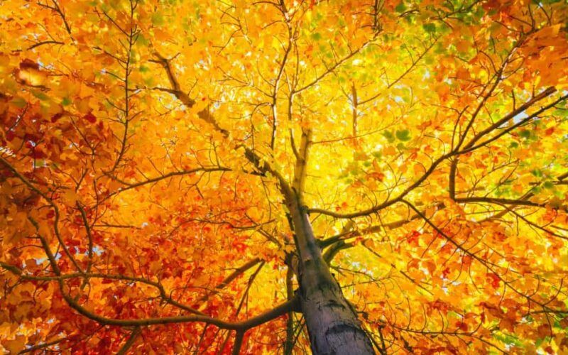 Soñando con el significado de las hojas 13 Arbol de otoño