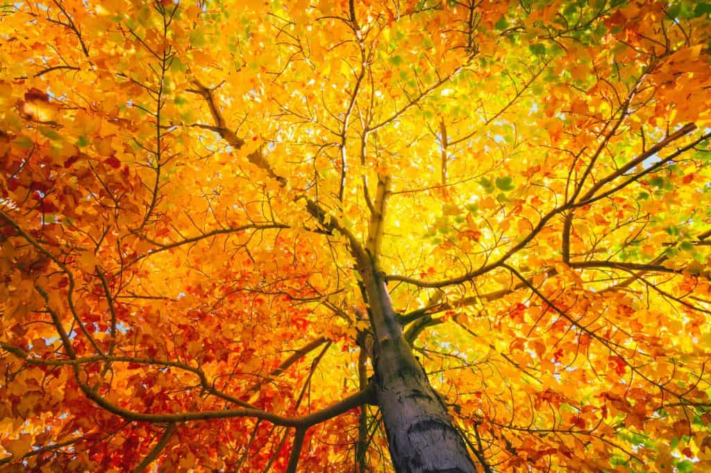 Soñando con el significado de las hojas 2 Arbol de otoño
