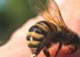¿Sueñas ?: Una picadura de abeja en la cara: Publicación n. ° 3