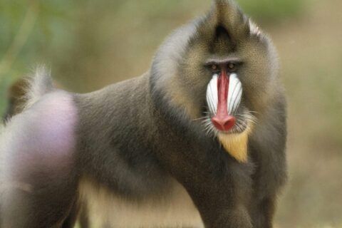 babuino-significado-de-sueño
