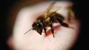 ¿Suenas Una picadura de abeja en la cara Publicacion