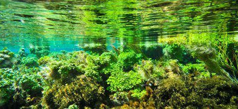 Interpretación de las algas | Red de Psicología 2 Interpretacion de las algas Red de Psicologia