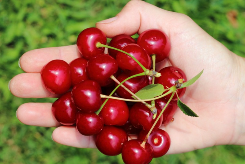 Una imagen de un puñado de cerezas.