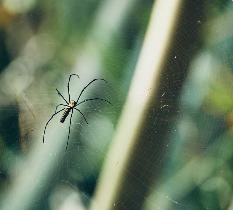 que significa soñar con arañas 8 telaraña