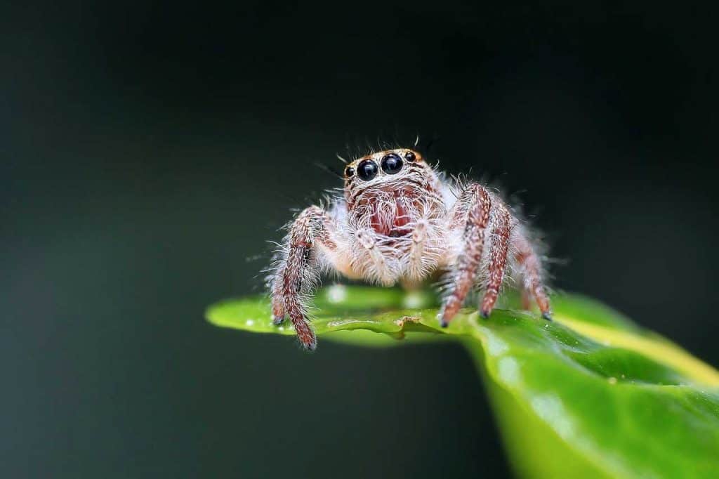 que significa soñar con arañas 5 Significado de Soñar con Araña y Espíritus Animales