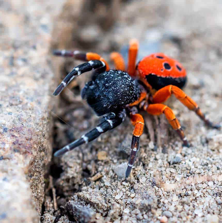 que significa soñar con arañas 7 araña naranja y negra