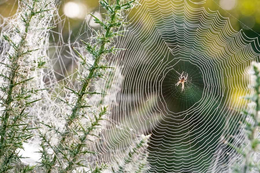 que significa soñar con arañas 9 El significado espiritual de las telas de araña