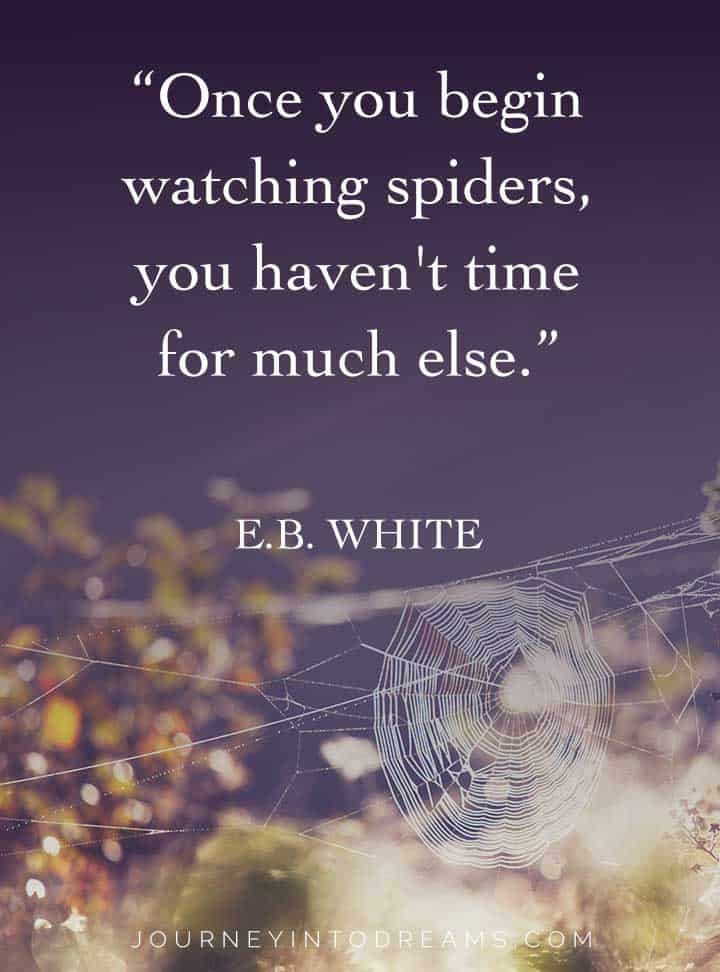 que significa soñar con arañas 6 eb cita de araña blanca