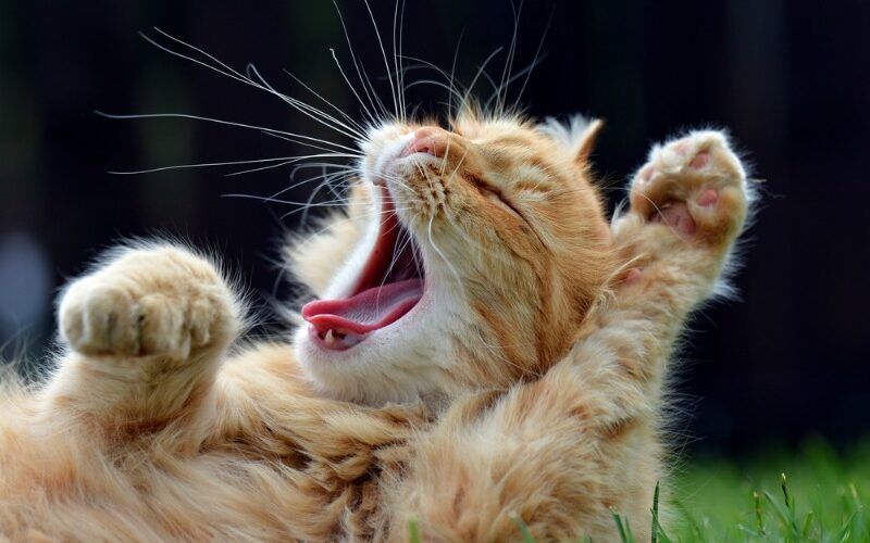 Bostezos y 7 cosas que quizás no sepas al respecto 32 Imagen de un gatito bostezando