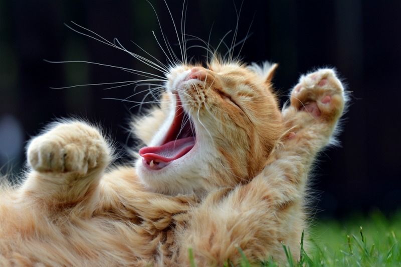 Imagen de un gatito bostezando