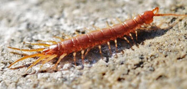 &iquest;Qu&eacute; significa so&ntilde;ar con un ciempi&eacute;s?