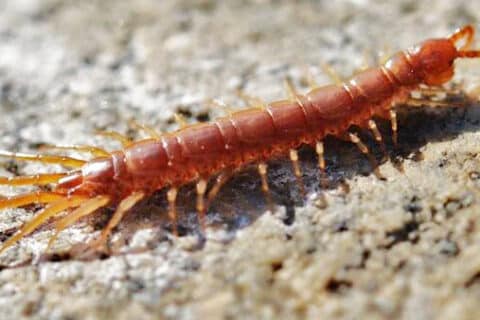 Significado de soñar con ciempiés