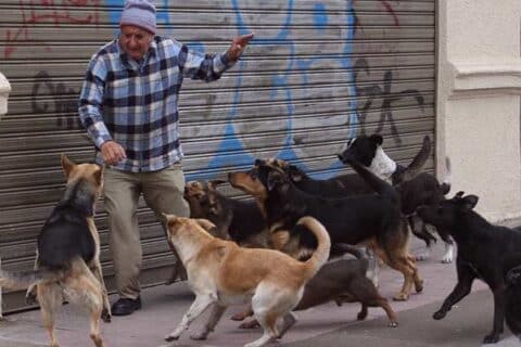 que significa soñar que te muerde un perro