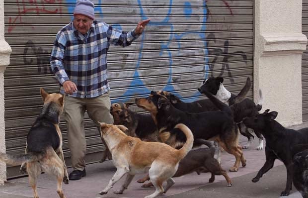¿Qué significa soñar con un perro que te muerde? 41 que significa soñar que te muerde un perro