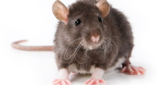 ¿Qué significa soñar con un ratón que te muerde? 36 que significa soñar que te muerde una rata