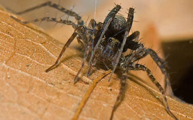 ¿Qué significa soñar con arañas? 36 que significa soñar con arañas