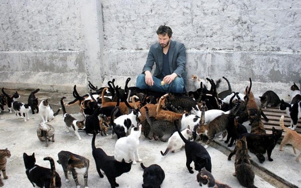 ¿Qué significa soñar con muchos gatos? 11 que significa soñar con muchos gatos