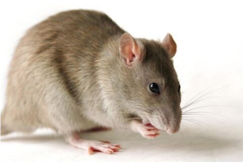 ¿Qué significa soñar con un raton? 7 que significa soñar con ratas