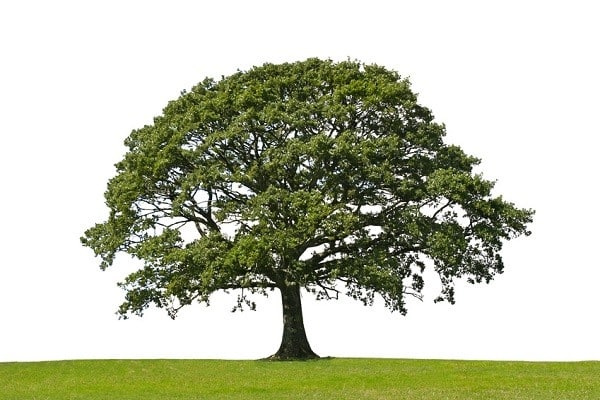 ¿Qué significa soñar con estar en un árbol? 11 oak tree, symbol of strength
