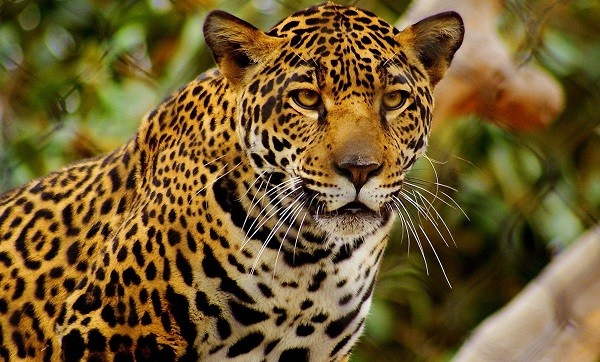 Que significa soñar con un jaguar