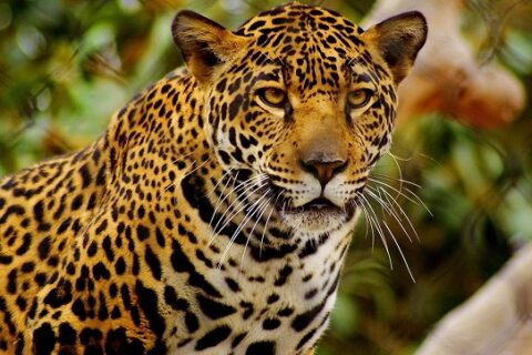 que significa soñar con jaguar