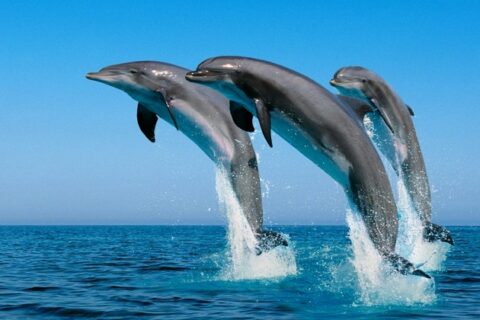 ¿Qué significa soñar con delfines? 6 que significa soñar con delfines
