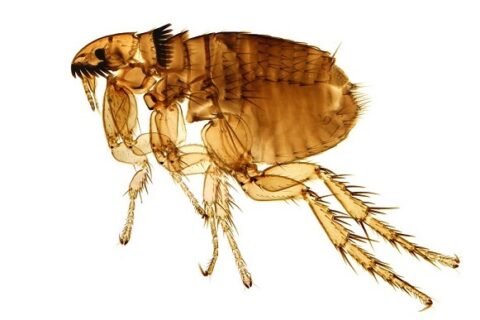 ¿Qué significa soñar con pulgas?