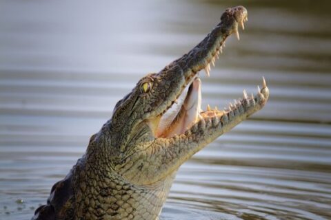 ¿Qué significa soñar con un cocodrilo? 3 que significa soñar con cocodrilos