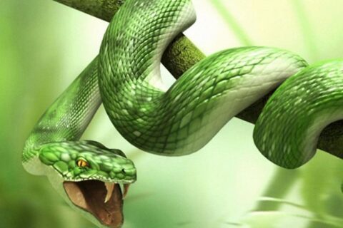 ¿Qué significa soñar con una serpiente venenosa?